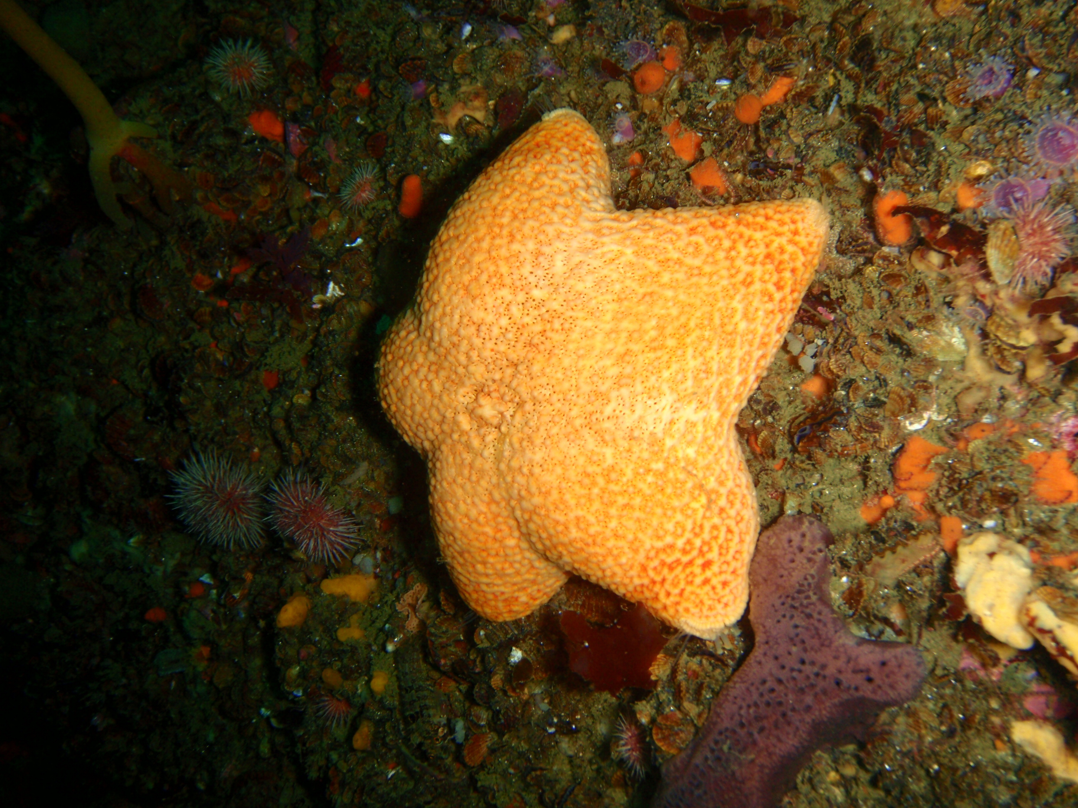 3. Jak se starat o tibetského mastifa: výživa, péče a trénink