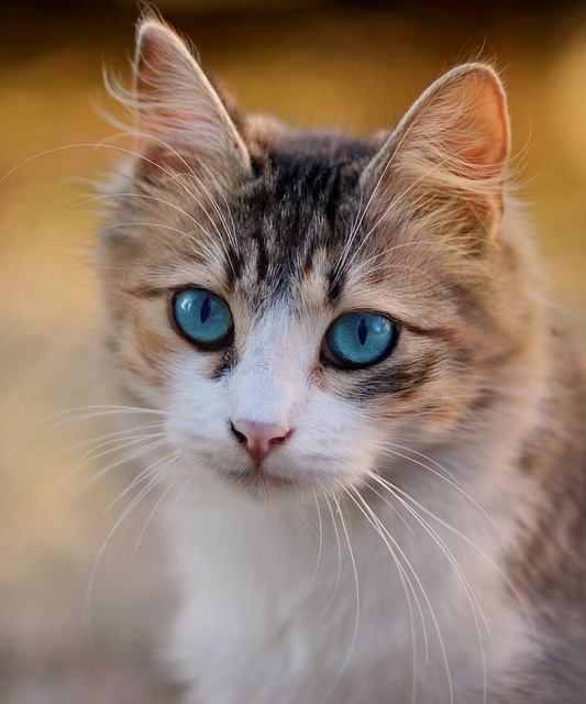 2. Kočičí lebka: Klíčová část anatomie, která ovlivňuje chování a zdraví koček