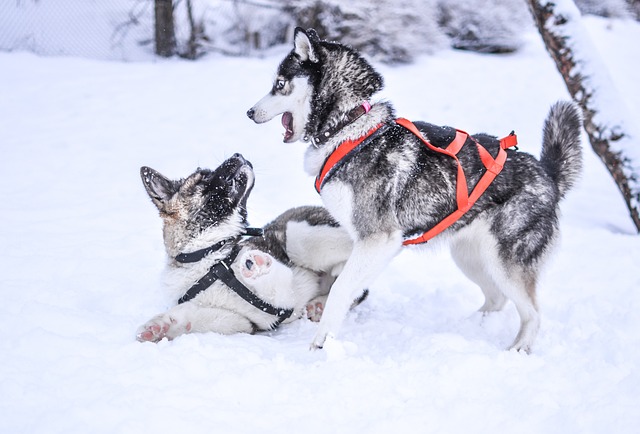 Akita Inu Vycvik: Svépomocí k poslušnému a vyváženému společníkovi