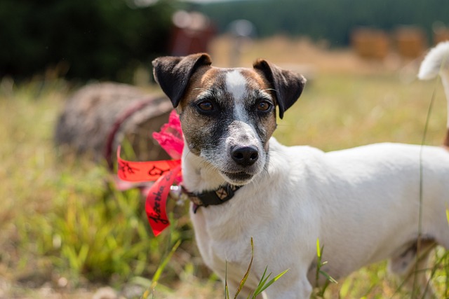 Jack Russell Terrier x Yorkshire Terrier: Zajímavé spojení malých psů