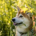 Shiba Inu Strava: Zdravé jídlo pro spokojeného psa