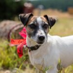 American Bulldog Jack Russell Terrier Mix: Fascinující smíšení plemen