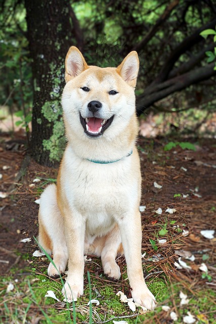 Shiba Inu Vaha: Správná péče o kondici psa