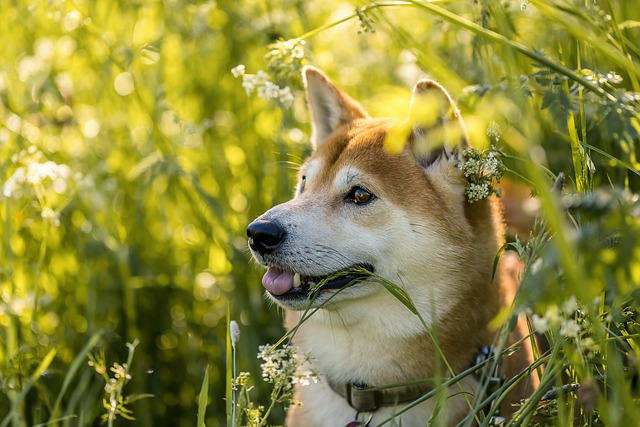 Shiba Inu Krmivo: Výživa pro zdraví a vitalitu