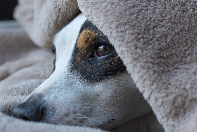 5. Jack Russell teriér jako společník: Jaké jsou jeho potřeby a jak se vyrovnává s osamělostí