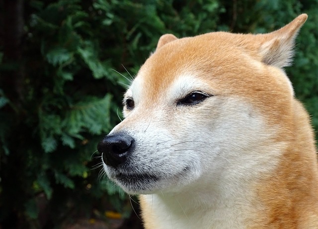 1. ⁢Co je Shiba Inu a proč je⁢ adopce zdarma?