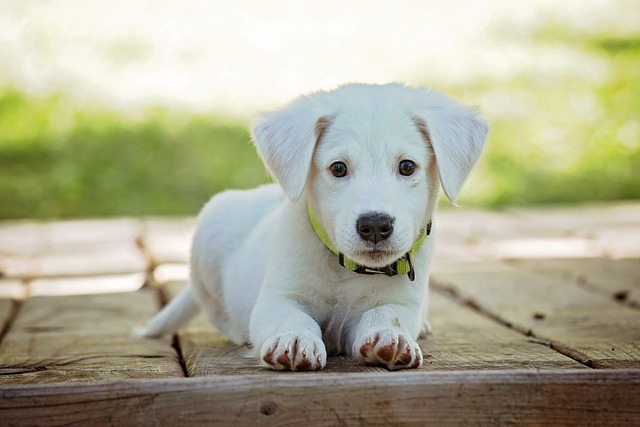 Kdy je pes dospělý: Fáze dospělosti u psa