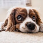 Co dát psovi při průjmu: Jak ulevit trávicím potížím