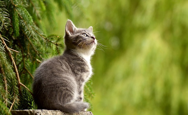 Co na kočičí blechy? Účinné domácí metody a preventivní opatření