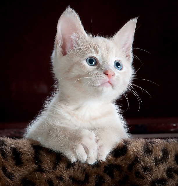 Co by nemělo být v kočičí konzervě? Tipy na bezpečné stravování vaší kočky