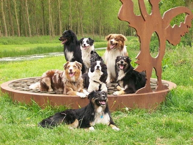 1. Co jsou Australští ovčáci feny?