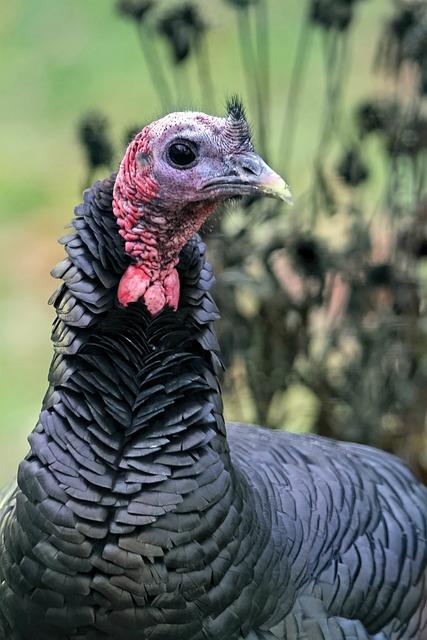 3.⁤ Jaké jsou rizika neodčervení březí feny a jak‌ se jim vyhnout