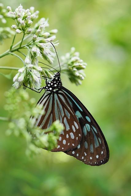 1. Vyberte ⁣si ‌nejlepší vybavení ‌pro​ štěňata s novým ‍Fena 21 KIT