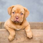 Pomeranian Vybavení: Co Potřebujete Pro Šťastného Mazlíčka?