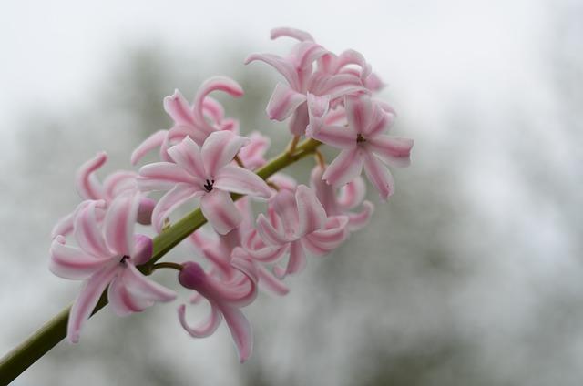 6. Výjimečný rodokmen našich pomeranských psů: Zajištění dobrého zdraví a vzhledu
