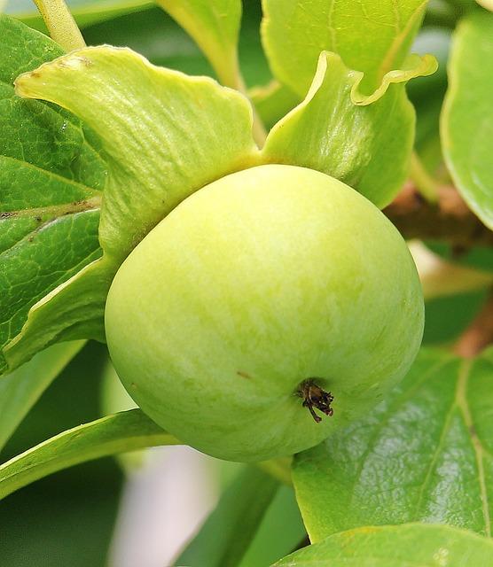 3. Dospělost stafordšírského bulteriéra - jak se starat o svého psa?