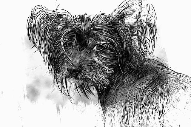 1. Co je to bezsrstý francouzský buldoček a jak se odlišuje od tradičních buldočků