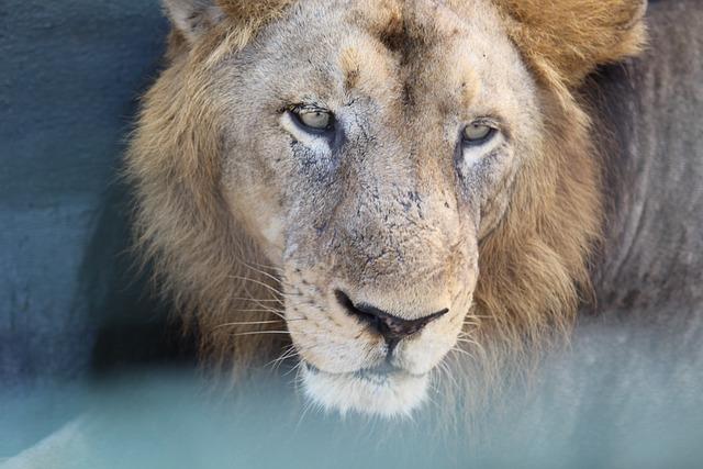 3. Agresivita a dominantní chování: Jak řešit problémy s chováním