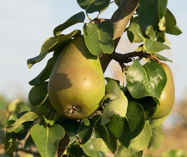 1. Nutriční potřeby štěněte ⁣stafordšírského bulteriéra: Jak často‍ krmit svého nového​ čtyřnohého přítele?