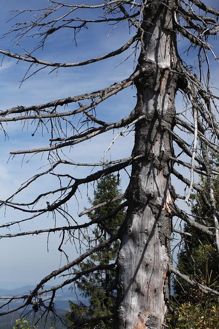 1. Co způsobuje zápach u francouzských buldočků?